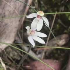 Caladenia alpina at Cotter River, ACT - 6 Dec 2022