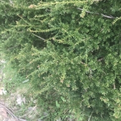 Podocarpus lawrencei (Mountain Plum Pine) at Cotter River, ACT - 5 Dec 2022 by Tapirlord