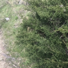 Podocarpus lawrencei at Cotter River, ACT - 6 Dec 2022