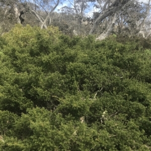 Podocarpus lawrencei at Cotter River, ACT - 6 Dec 2022