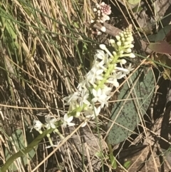 Stackhousia monogyna (Creamy Candles) at Cotter River, ACT - 5 Dec 2022 by Tapirlord