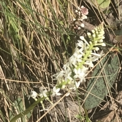 Stackhousia monogyna at Cotter River, ACT - 6 Dec 2022 09:04 AM