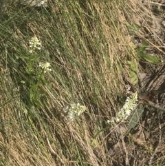 Stackhousia monogyna at Cotter River, ACT - 6 Dec 2022 09:04 AM