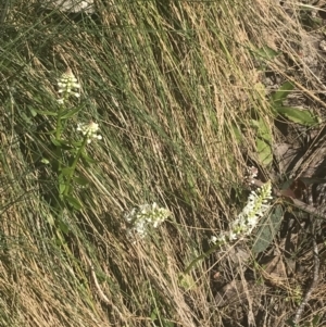 Stackhousia monogyna at Cotter River, ACT - 6 Dec 2022 09:04 AM