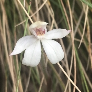 Caladenia alpina at Cotter River, ACT - suppressed