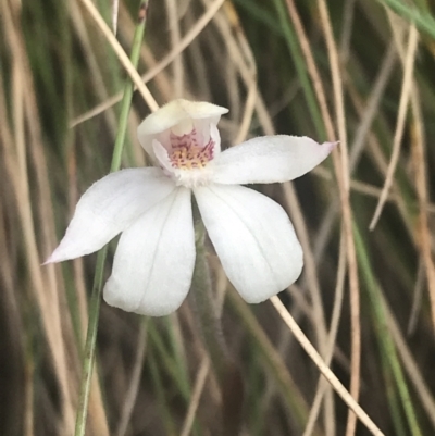 Caladenia alpina (Mountain Caps) at Namadgi National Park - 5 Dec 2022 by Tapirlord