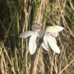 Caladenia alpina at Cotter River, ACT - suppressed