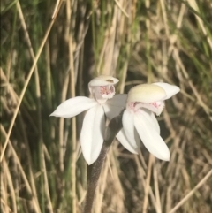 Caladenia alpina at Cotter River, ACT - suppressed