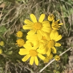 Senecio pinnatifolius var. alpinus at Namadgi National Park - 5 Dec 2022 by Tapirlord