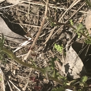 Senecio pinnatifolius var. alpinus at Cotter River, ACT - 6 Dec 2022 08:51 AM