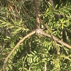 Podocarpus lawrencei (Mountain Plum Pine) at Namadgi National Park - 5 Dec 2022 by Tapirlord