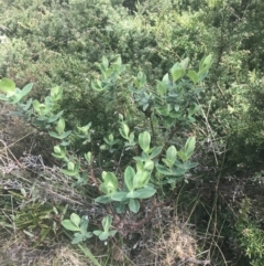 Pimelea ligustrina subsp. ciliata at Namadgi National Park - 5 Dec 2022 by Tapirlord