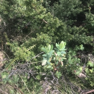 Pimelea ligustrina subsp. ciliata at Cotter River, ACT - 6 Dec 2022