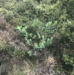 Pimelea ligustrina subsp. ciliata at Cotter River, ACT - 6 Dec 2022