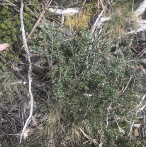 Grevillea diminuta at Cotter River, ACT - 6 Dec 2022 09:17 AM