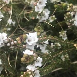 Epacris microphylla at Cotter River, ACT - 6 Dec 2022 10:06 AM