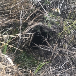 Mastacomys fuscus at Namadgi National Park - 6 Dec 2022