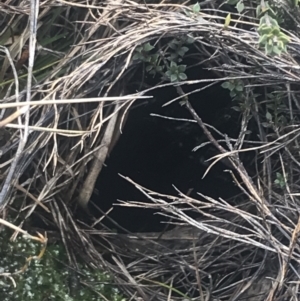 Mastacomys fuscus at Namadgi National Park - suppressed