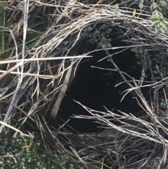 Mastacomys fuscus at Namadgi National Park - suppressed