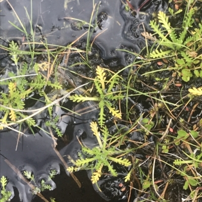 Cotula alpina (Alpine Cotula) at Cotter River, ACT - 5 Dec 2022 by Tapirlord