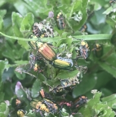 Diphucephala sp. (genus) (Green Scarab Beetle) at Cotter River, ACT - 6 Dec 2022 by Tapirlord