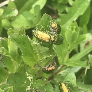 Diphucephala sp. (genus) at Cotter River, ACT - 6 Dec 2022