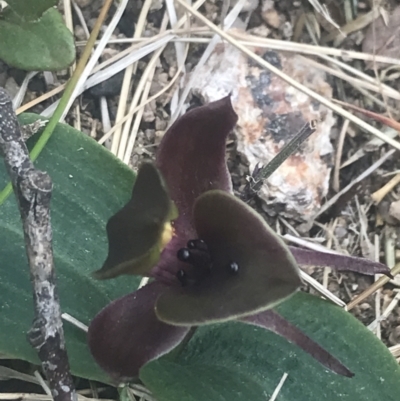 Chiloglottis valida (Large Bird Orchid) at Bimberi, NSW - 6 Dec 2022 by Tapirlord