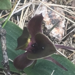 Chiloglottis valida at Bimberi, NSW - suppressed