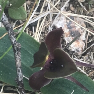 Chiloglottis valida at Bimberi, NSW - suppressed