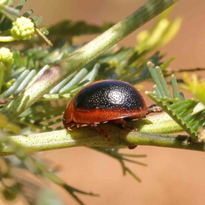 Dicranosterna immaculata (Acacia leaf beetle) at O'Connor, ACT - 23 Dec 2022 by ConBoekel