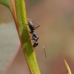 Camponotus sp. (genus) (A sugar ant) at O'Connor, ACT - 22 Dec 2022 by ConBoekel