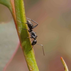 Camponotus sp. (genus) at O'Connor, ACT - 23 Dec 2022