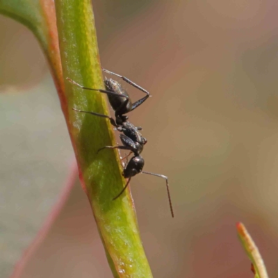 Camponotus sp. (genus) (A sugar ant) at Dryandra St Woodland - 22 Dec 2022 by ConBoekel