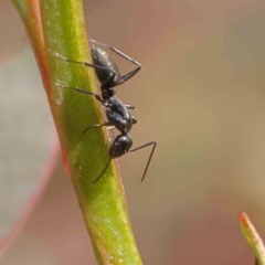 Camponotus sp. (genus) at O'Connor, ACT - 23 Dec 2022