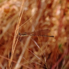 Austrolestes analis (Slender Ringtail) at O'Connor, ACT - 23 Dec 2022 by ConBoekel