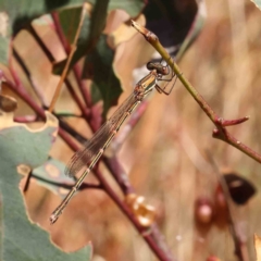 Austrolestes analis (Slender Ringtail) at Dryandra St Woodland - 23 Dec 2022 by ConBoekel