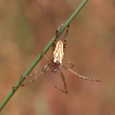 Plebs bradleyi (Enamelled spider) at O'Connor, ACT - 23 Dec 2022 by ConBoekel