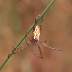 Plebs bradleyi (Enamelled spider) at O'Connor, ACT - 22 Dec 2022 by ConBoekel