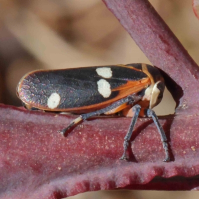 Eurymela distincta (Gumtree leafhopper) at O'Connor, ACT - 23 Dec 2022 by ConBoekel