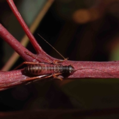 Torbia viridissima (Gum Leaf Katydid) at O'Connor, ACT - 22 Dec 2022 by ConBoekel