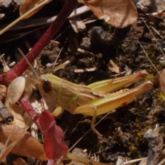 Brachyexarna lobipennis (Stripewinged meadow grasshopper) at Dryandra St Woodland - 22 Dec 2022 by ConBoekel