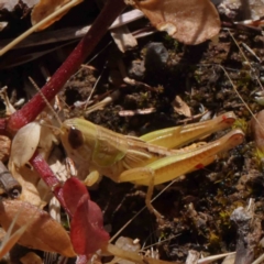 Brachyexarna lobipennis (Stripewinged meadow grasshopper) at O'Connor, ACT - 23 Dec 2022 by ConBoekel