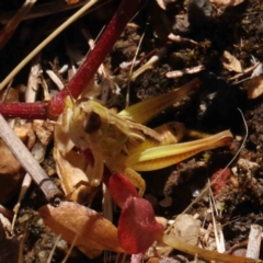 Brachyexarna lobipennis at O'Connor, ACT - 23 Dec 2022 10:25 AM