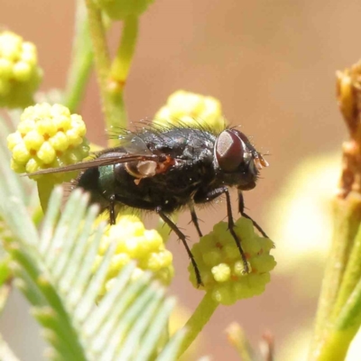 Unidentified Bristle Fly (Tachinidae) at O'Connor, ACT - 22 Dec 2022 by ConBoekel