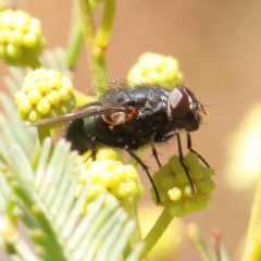 Tachinidae (family) at O'Connor, ACT - 23 Dec 2022