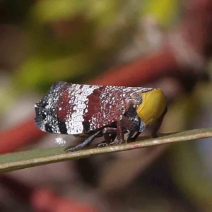 Platybrachys decemmacula at O'Connor, ACT - 23 Dec 2022