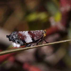 Platybrachys decemmacula at O'Connor, ACT - 23 Dec 2022