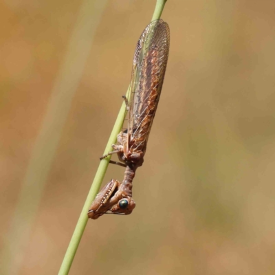 Mantispidae (family) (Unidentified mantisfly) at O'Connor, ACT - 23 Dec 2022 by ConBoekel