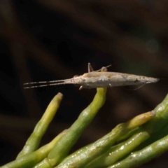 Plutella xylostella (Diamondback Moth) at O'Connor, ACT - 22 Dec 2022 by ConBoekel