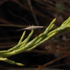 Plutella xylostella at O'Connor, ACT - 23 Dec 2022